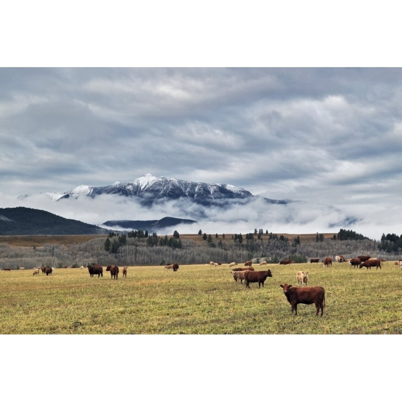 Posterazzi Livingstone Range And Pastureland Along The Oldman River Near Maycroft Alberta. Poster Print